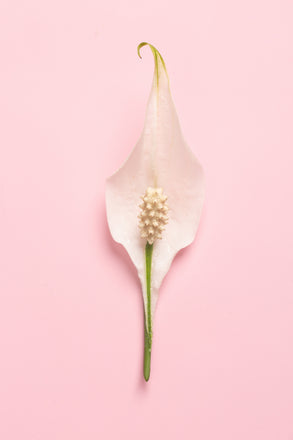 The Vaginal Microbiome, Explained